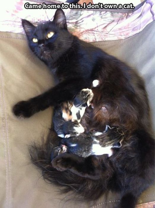 These Cats Give New Meaning To The Words Cat Burglar (24 pics)