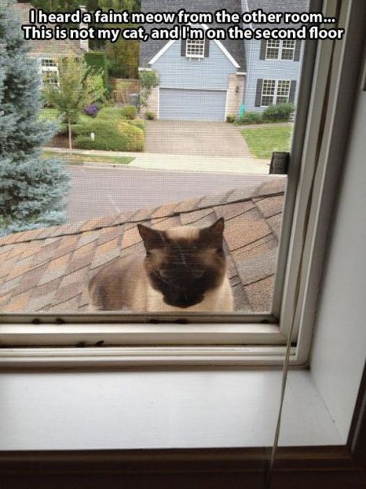 These Cats Give New Meaning To The Words Cat Burglar (24 pics)