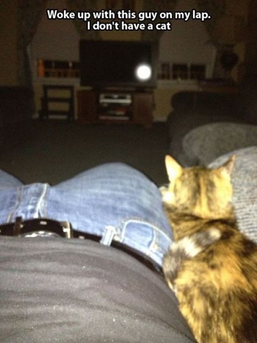 These Cats Give New Meaning To The Words Cat Burglar (24 pics)