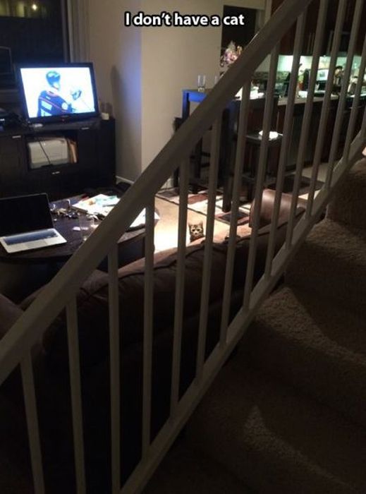 These Cats Give New Meaning To The Words Cat Burglar (24 pics)