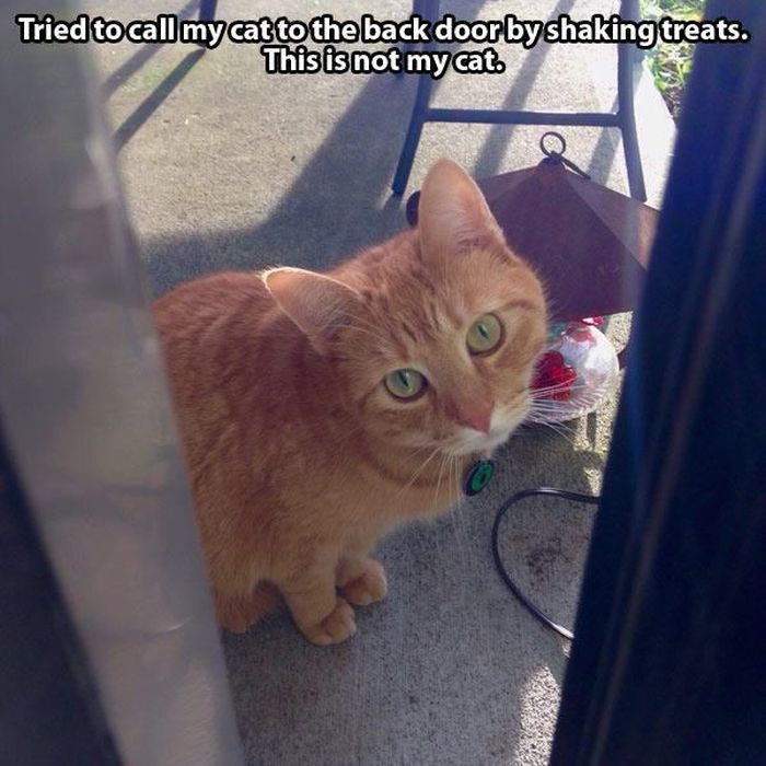 These Cats Give New Meaning To The Words Cat Burglar (24 pics)