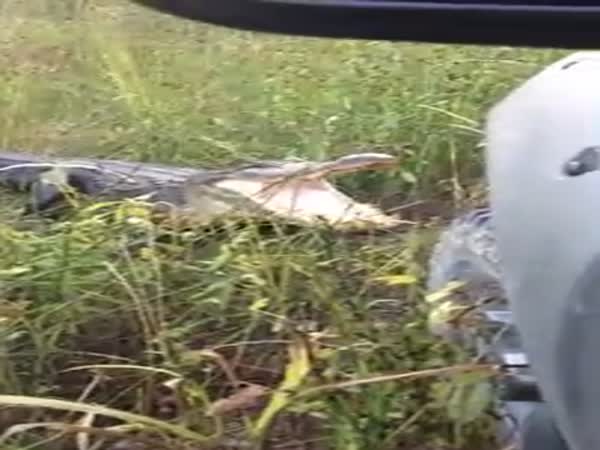 Gator Vs Truck