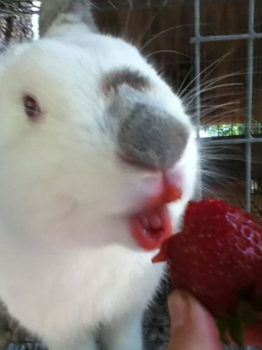 Animals Eating Berries Looks Funny And Disturbing (11 pics)