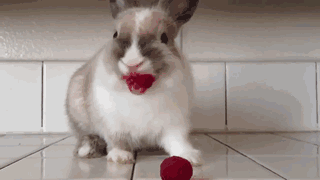 Animals Eating Berries Looks Funny And Disturbing (11 pics)