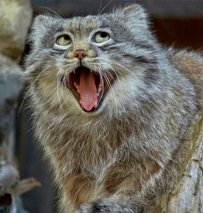 Pallas Cat Makes Funny Faces As He Yawns (5 pics)