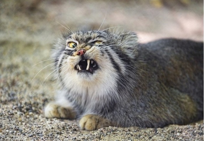 Pallas Cat Makes Funny Faces As He Yawns (5 pics)
