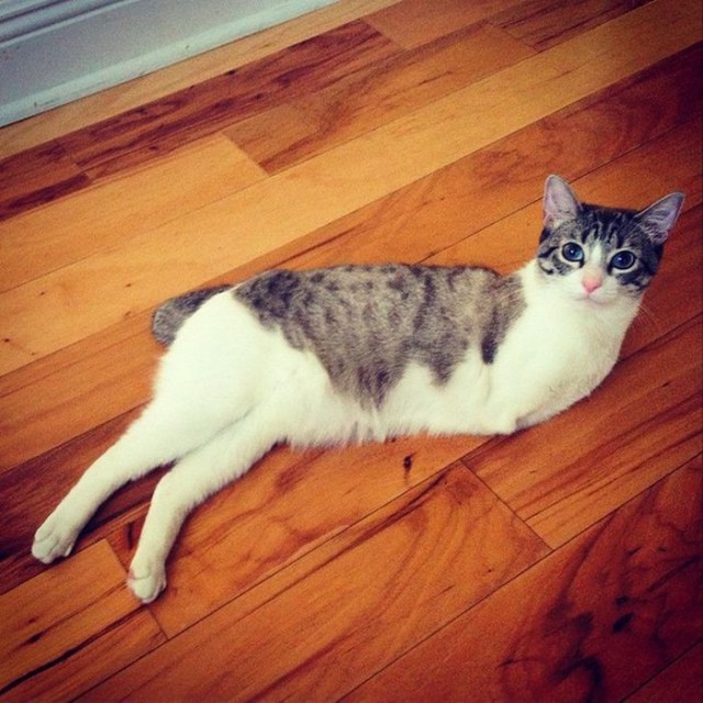 Cat With Missing Paws Is Now A Star On Instagram (13 pics)