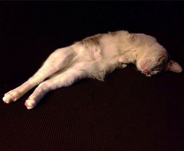 Cat With Missing Paws Is Now A Star On Instagram (13 pics)
