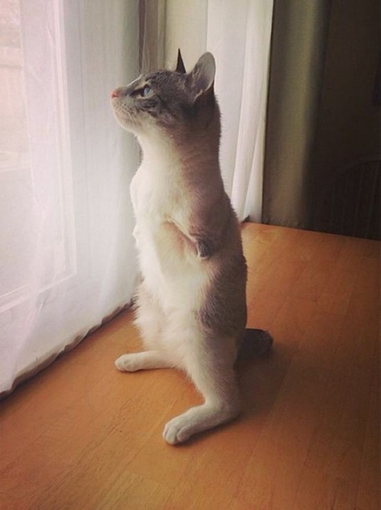 Cat With Missing Paws Is Now A Star On Instagram (13 pics)