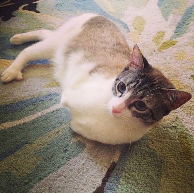 Cat With Missing Paws Is Now A Star On Instagram (13 pics)