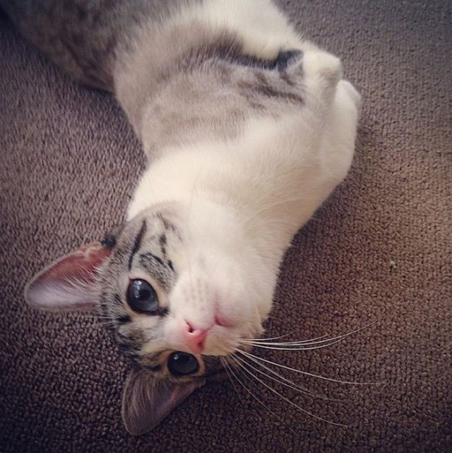 Cat With Missing Paws Is Now A Star On Instagram (13 pics)
