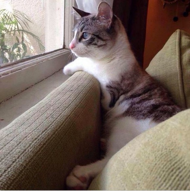 Cat With Missing Paws Is Now A Star On Instagram (13 pics)