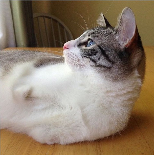 Cat With Missing Paws Is Now A Star On Instagram (13 pics)