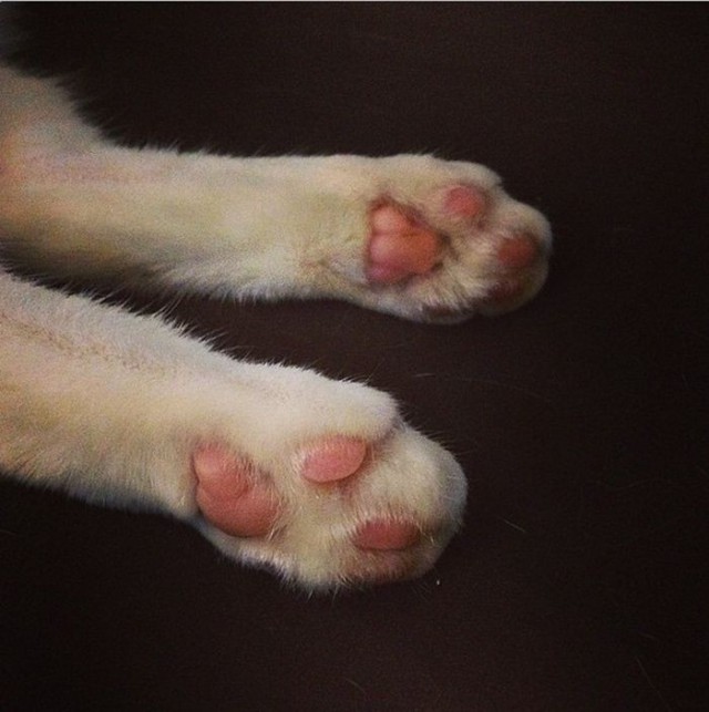 Cat With Missing Paws Is Now A Star On Instagram (13 pics)
