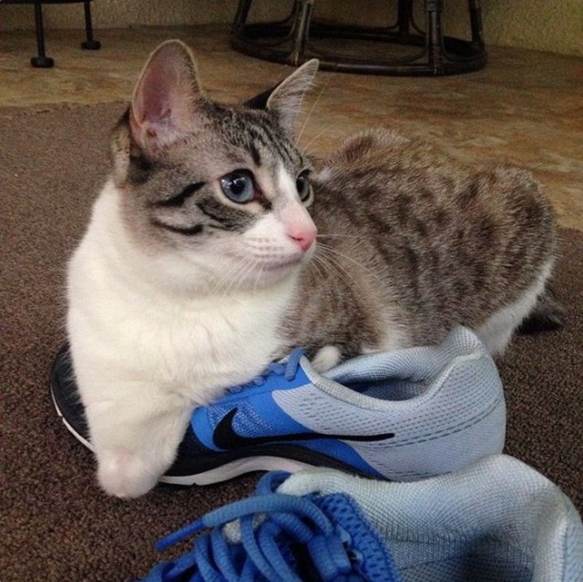 Cat With Missing Paws Is Now A Star On Instagram (13 pics)