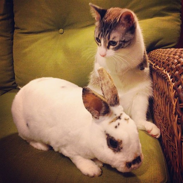 Cat With Missing Paws Is Now A Star On Instagram (13 pics)