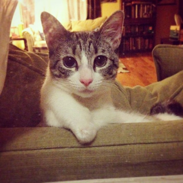 Cat With Missing Paws Is Now A Star On Instagram (13 pics)