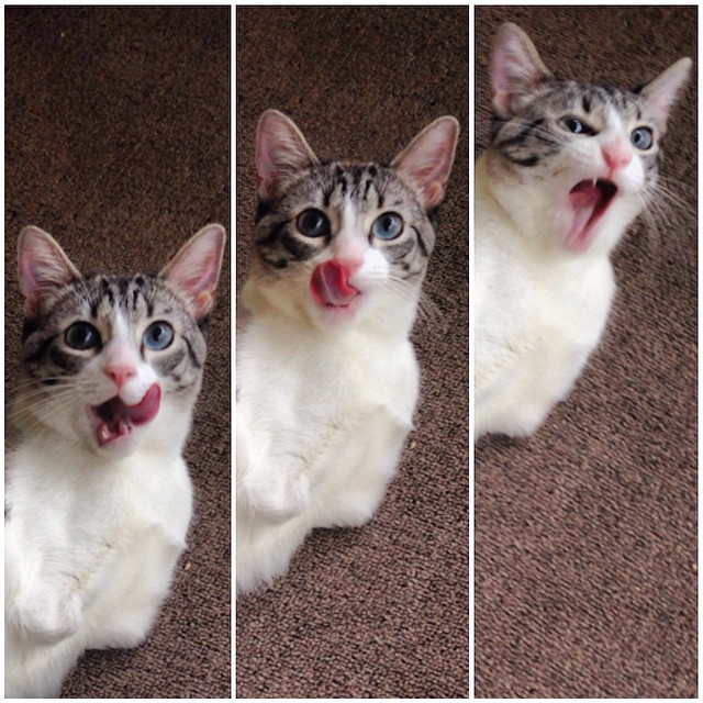 Cat With Missing Paws Is Now A Star On Instagram (13 pics)