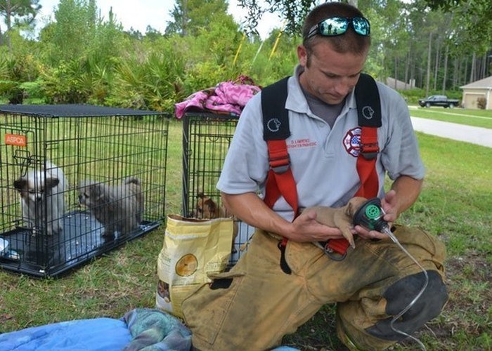 Firefighters Use Tiny Oxygen Masks To Save Puppies (6 pics)