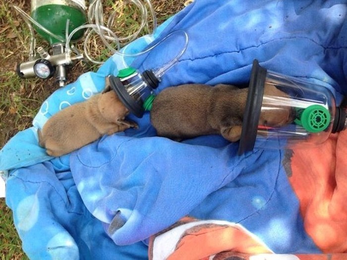 Firefighters Use Tiny Oxygen Masks To Save Puppies (6 pics)