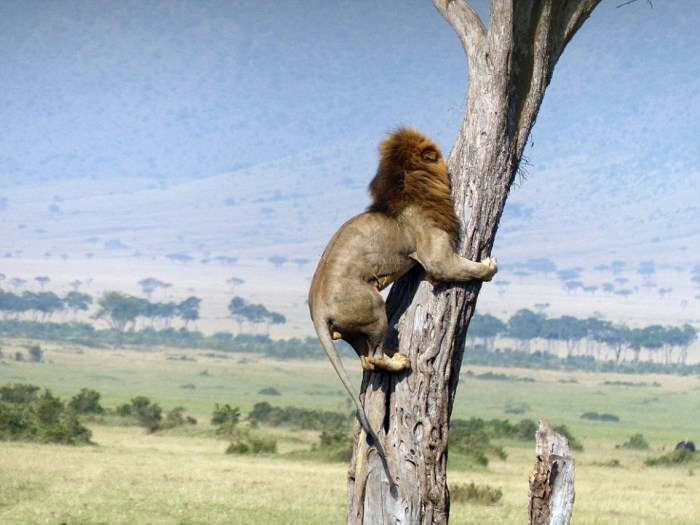Lion Climbs A Tree To Escape A Herd Of Buffalo (5 pics)