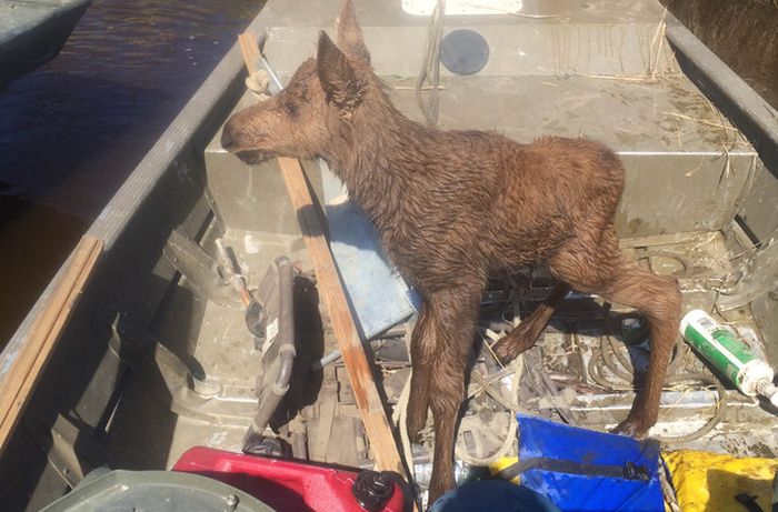 This Brave Man Saved A Baby Moose That Was Drowning In An Alaska River (4 pics)