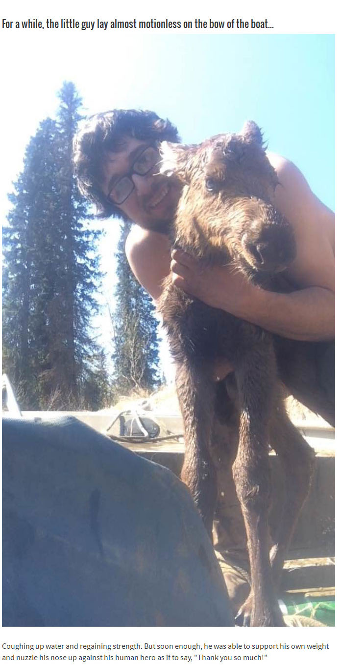 This Brave Man Saved A Baby Moose That Was Drowning In An Alaska River (4 pics)
