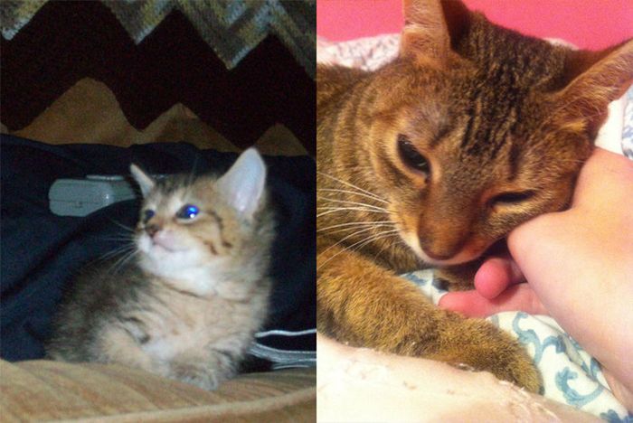 First And Last Pictures Of People's Pets That Will Hit You Right In The Feels (24 pics)