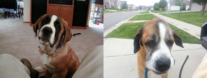 First And Last Pictures Of People's Pets That Will Hit You Right In The Feels (24 pics)