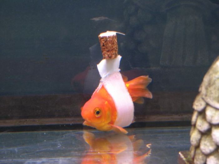 This Goldfish Couldn’t Stay Upright So Someone Built Him A Wheelchair (2 pics)