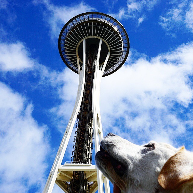 Owner Takes Terminally Ill Dog On A Road Trip (12 pics)