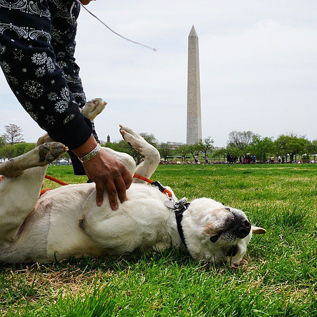 Owner Takes Terminally Ill Dog On A Road Trip (12 pics)