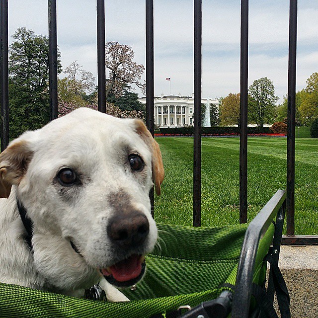 Owner Takes Terminally Ill Dog On A Road Trip (12 pics)