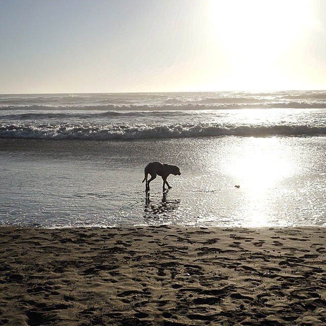Owner Takes Terminally Ill Dog On A Road Trip (12 pics)