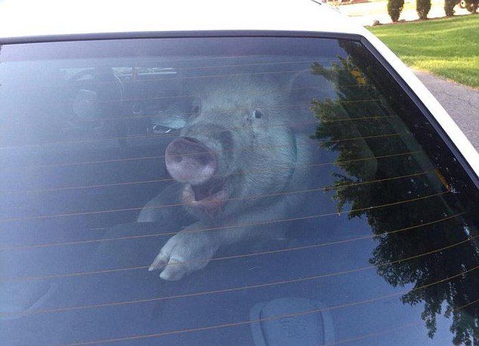 Pig Smiles For The Camera After Being Captured By The Cops (2 pics)