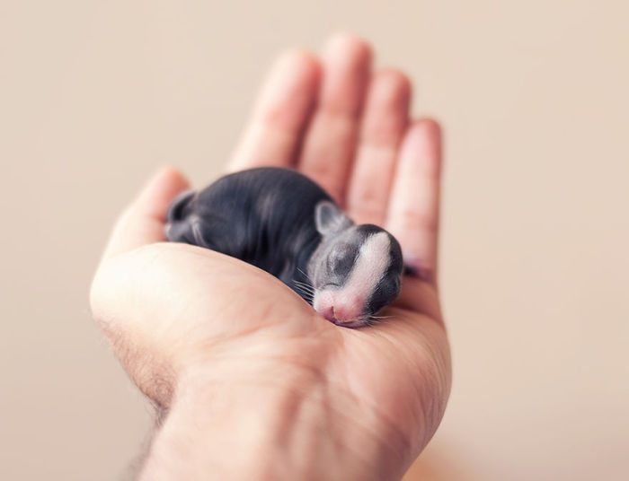 See How Much These Baby Bunnies Grew In 30 Days (16 pics)