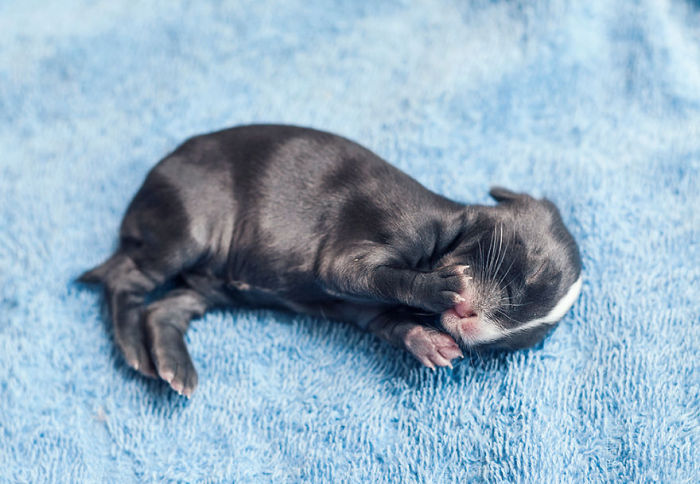 See How Much These Baby Bunnies Grew In 30 Days (16 pics)