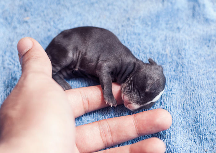 See How Much These Baby Bunnies Grew In 30 Days (16 pics)