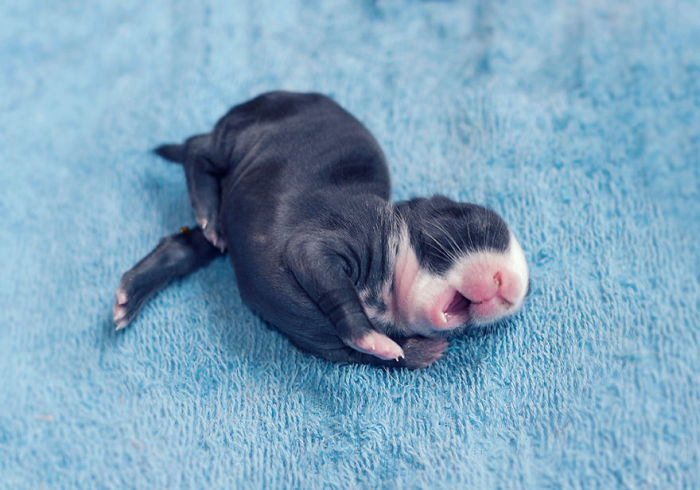 See How Much These Baby Bunnies Grew In 30 Days (16 pics)