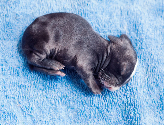 See How Much These Baby Bunnies Grew In 30 Days (16 pics)