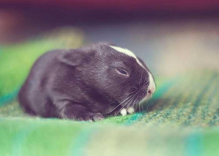 See How Much These Baby Bunnies Grew In 30 Days (16 pics)