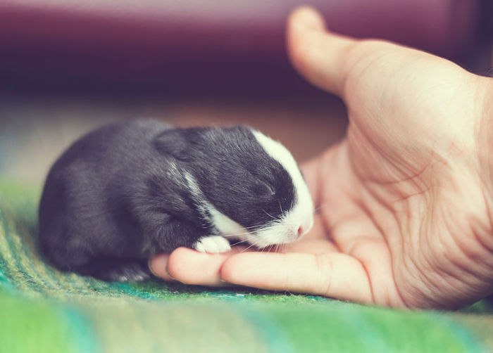 See How Much These Baby Bunnies Grew In 30 Days (16 pics)