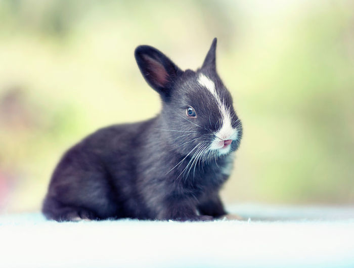 See How Much These Baby Bunnies Grew In 30 Days (16 pics)