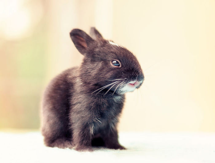 See How Much These Baby Bunnies Grew In 30 Days (16 pics)