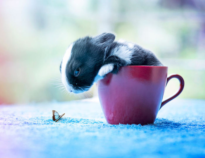 See How Much These Baby Bunnies Grew In 30 Days (16 pics)