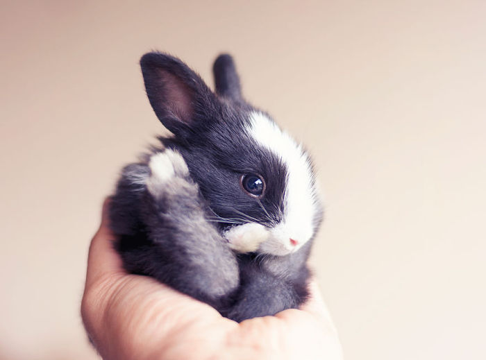 See How Much These Baby Bunnies Grew In 30 Days (16 pics)