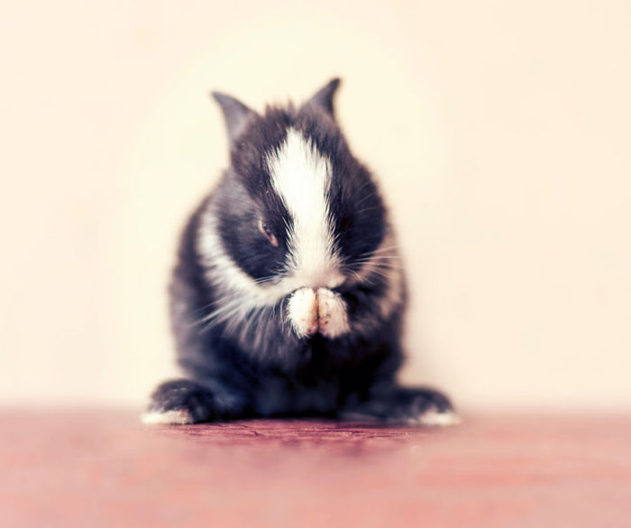 See How Much These Baby Bunnies Grew In 30 Days (16 pics)