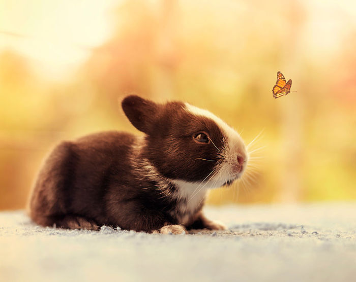 See How Much These Baby Bunnies Grew In 30 Days (16 pics)