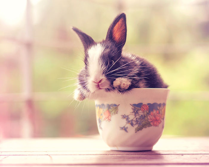 See How Much These Baby Bunnies Grew In 30 Days (16 pics)