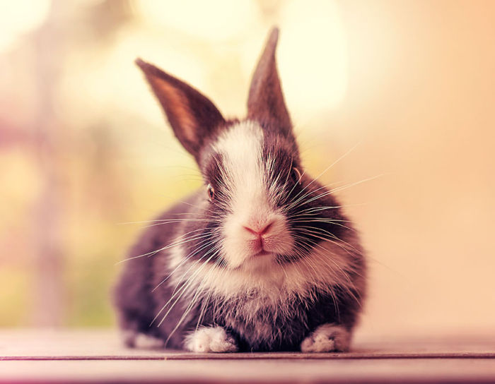 See How Much These Baby Bunnies Grew In 30 Days (16 pics)